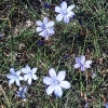 Aphyllanthes monspeliensis L. Aphyllanthes monspeliensis L.