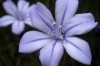 Aphyllanthes monspeliensis L.