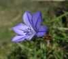 Aphyllanthes monspeliensis L. Aphyllanthes monspeliensis L.
