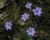 Aphyllanthes monspeliensis L. Aphyllanthes monspeliensis L.