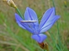 Aphyllanthes monspeliensis L. Aphyllanthes monspeliensis L.