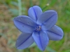 Aphyllanthes monspeliensis L. Aphyllanthes monspeliensis L.
