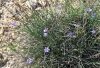Aphyllanthes monspeliensis L. Aphyllanthes monspeliensis L.