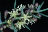 Asparagus horridus L.