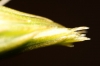 Asparagus acutifolius 2/3