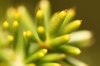 Asparagus acutifolius 3/3