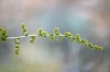 Asparagus acutifolius