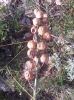 Asphodelus cerasiferus ? 2/2