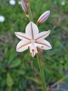 Asphodelus fistulosus L.