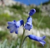 Brimeura amethystina (L.) Chouard