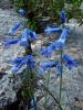 Brimeura amethystina (L.) Chouard