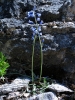 Brimeura amethystina (L.) Chouard