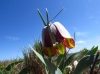 Fritillaria lusitanica
