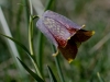 Fritillaria pyrenaica L.