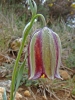 Fritillaria lusitanica