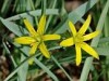Gagea lutea