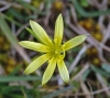 Gagea villosa? 4de5
