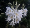 Lilium candidum ? 1/2