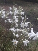 Lilium candidum ? 2/2