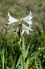 Lilium candidum L.