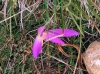 Merendera montana (Loefl. ex L.) Lange