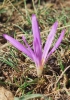 Merendera montana (Loefl. ex L.) Lange
