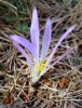 Merendera montana (L.) Lange