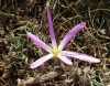 Merendera montana (L.) Lange