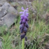 Muscari atlanticum Boiss. & Reut.