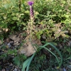 Muscari comosum (L.) Mill.