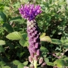 Muscari comosum (L.) Mill.