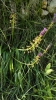 Muscari comosum (L.) Mill.
