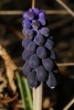 Muscari gr. neglectum Muscari gr. neglectum