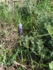 Muscari gr. neglectum Muscari gr. neglectum
