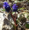 Muscari neglectum ? Muscari neglectum ?