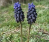 Muscari neglectum Guss. ex Ten. Muscari neglectum Guss. ex Ten.