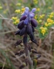 Muscari neglectum s.l. Muscari neglectum s.l.