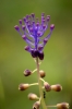 Muscari comosum (L.) Miller