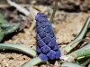 Muscari neglectum Guss. ex Ten. Muscari neglectum Guss. ex Ten.