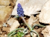 Muscari neglectum Guss. ex Ten. Muscari neglectum Guss. ex Ten.