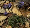Muscari neglectum Guss. ex Ten. Muscari neglectum Guss. ex Ten.