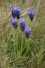 Muscari neglectum Guss. ex Ten. Muscari neglectum Guss. ex Ten.