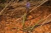 Muscari neglectum Guss. ex Ten. Muscari neglectum Guss. ex Ten.