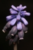 Muscari neglectum Guss. ex Ten.