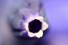 Muscari neglectum Guss. ex Ten. Muscari neglectum Guss. ex Ten.
