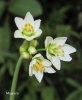 Nothoscordum gracile (Dryand. ex Aiton) Stearn