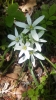 Ornithogalum bourgaeanum Jord. & Fourr.