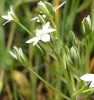 Ornithogalum divergens Boreau