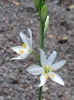 Ornithogalum sp.?