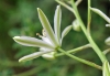 Ornithogalum narbonense L.